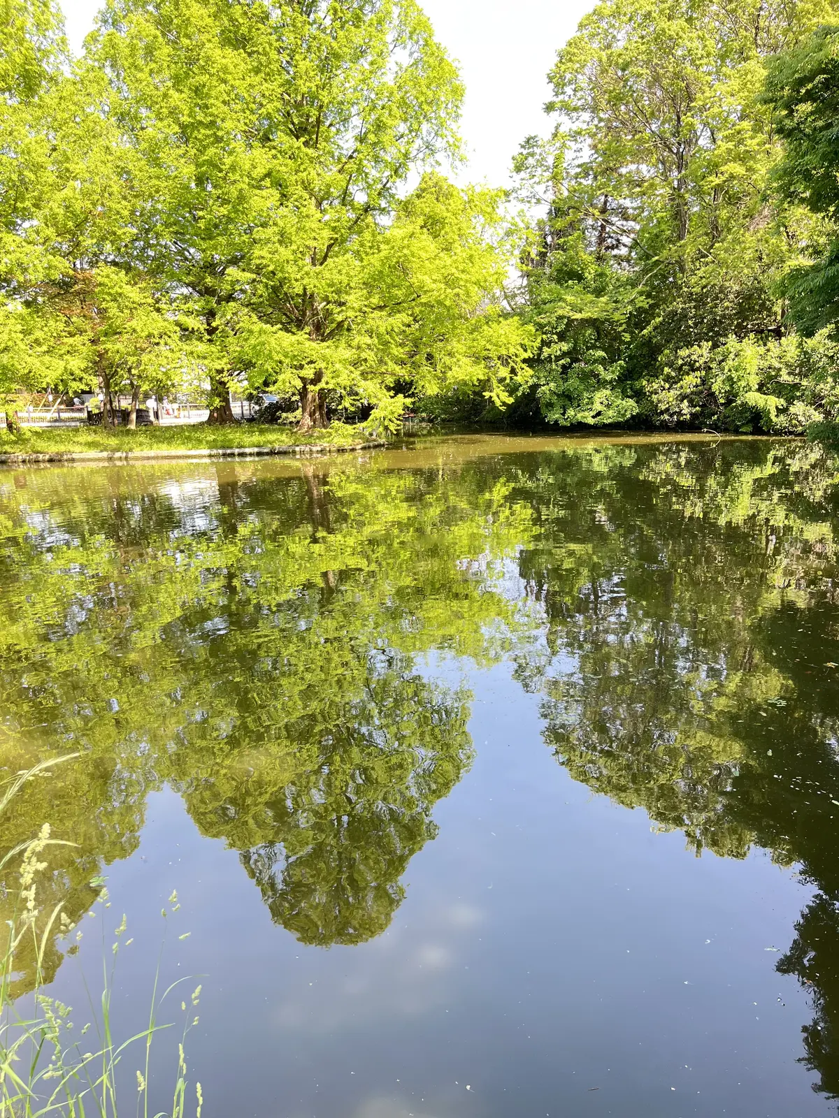 チキンを食べにの画像_14