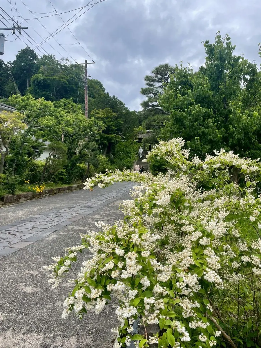 東慶寺の前に咲く花