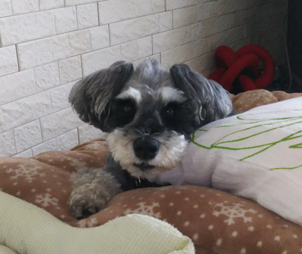 ミニチュアシュナウザー