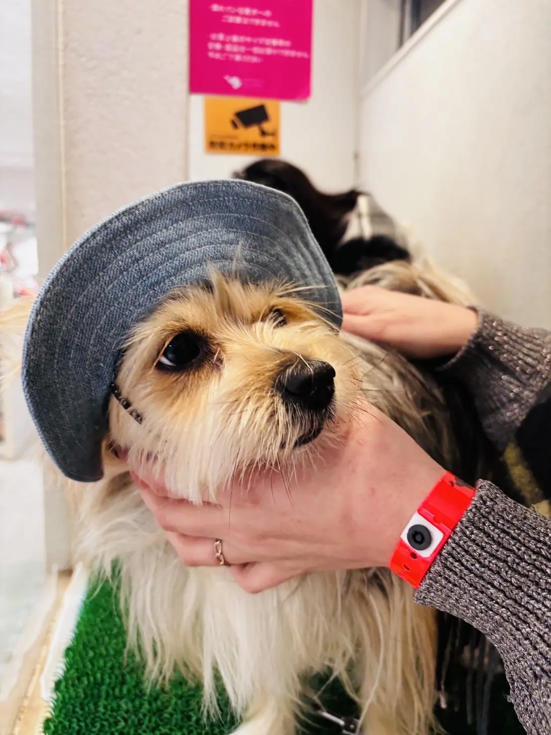 ショップで帽子を試着