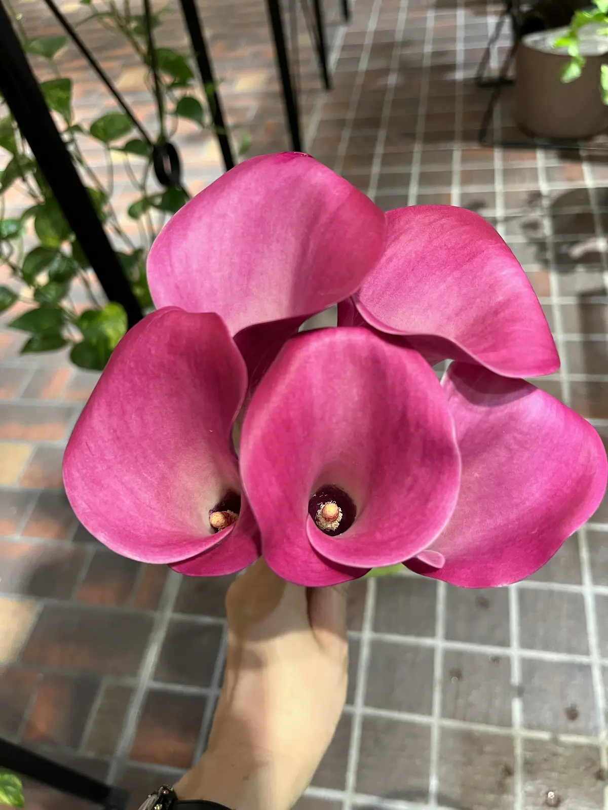 カラーを束ねにの画像_2