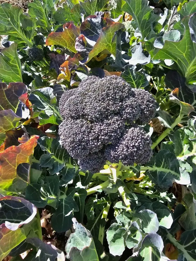 緑の多い実家の画像_4