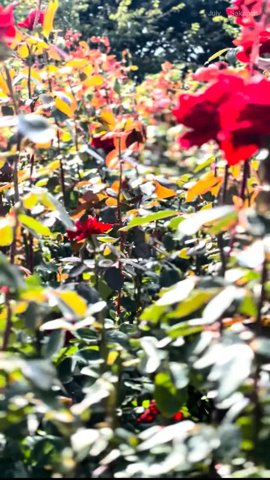 秋バラの季節到来@京成バラ園🌹の画像_5