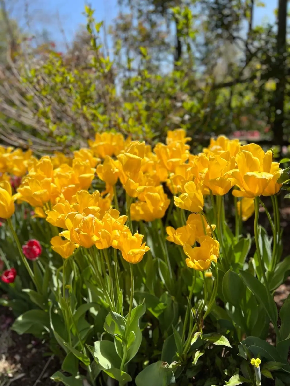 コピスガーデン