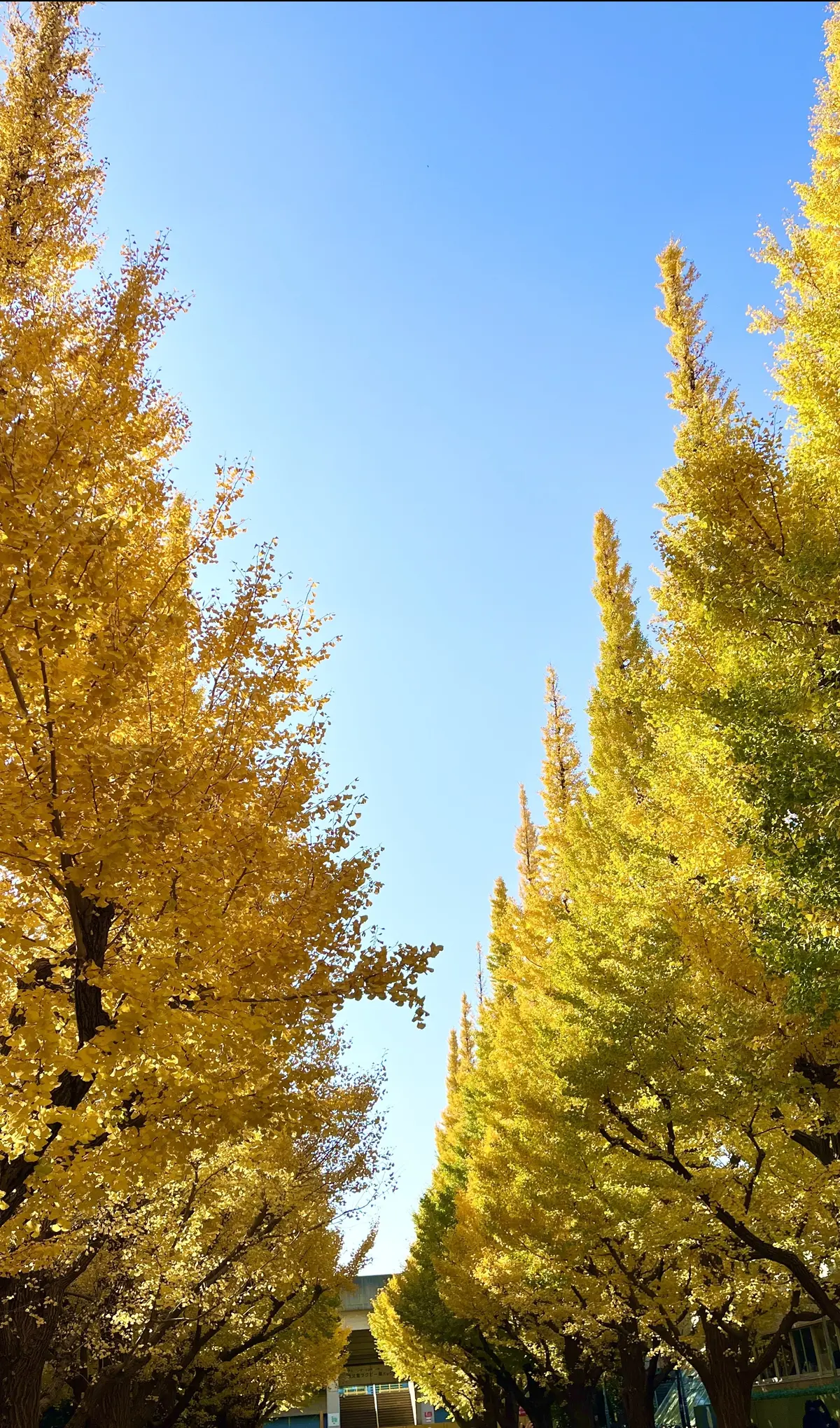 アートと美味しいものを満喫した東京ステイの画像_10