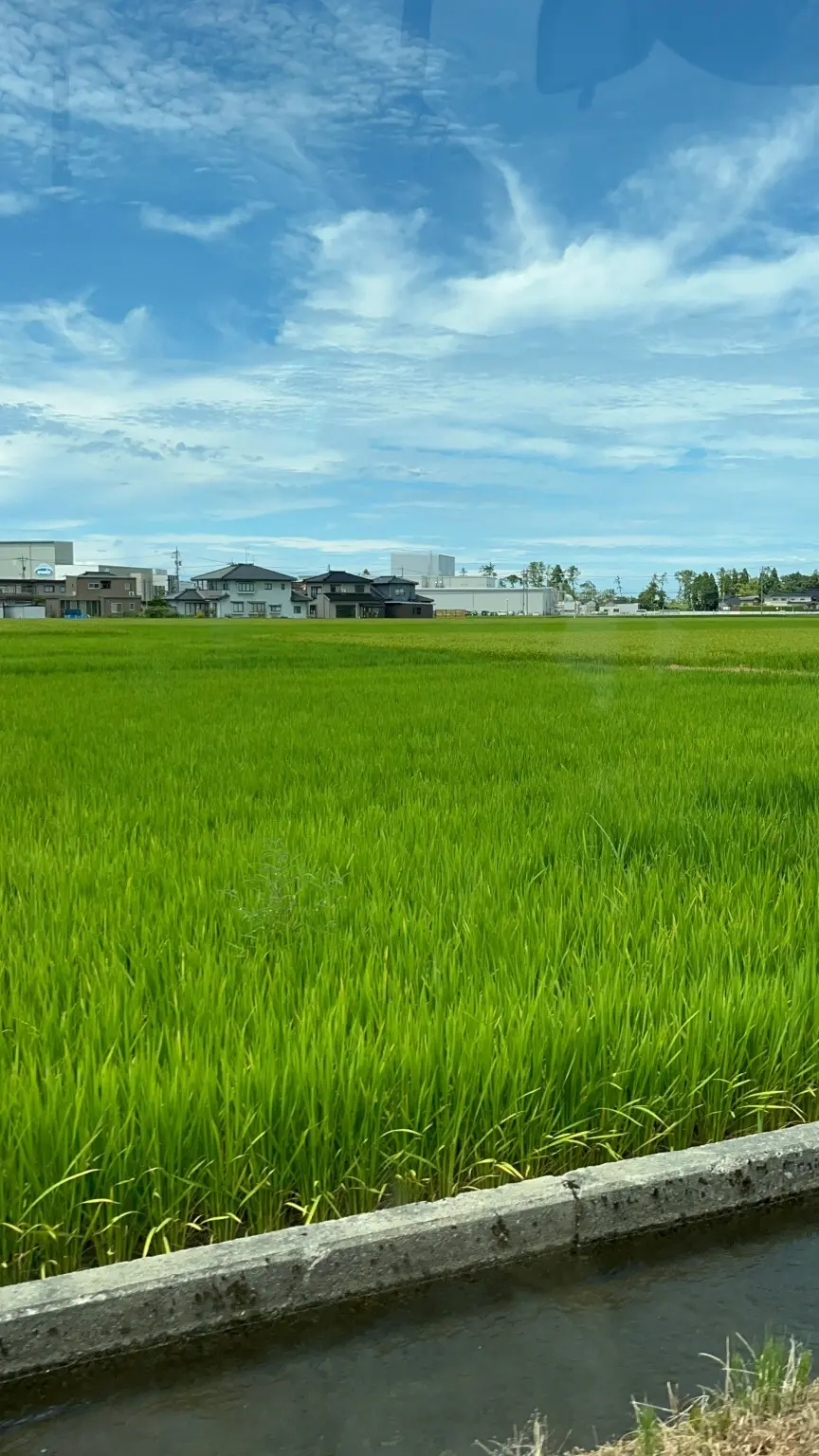 田んぼの緑きれい、水がきれい！