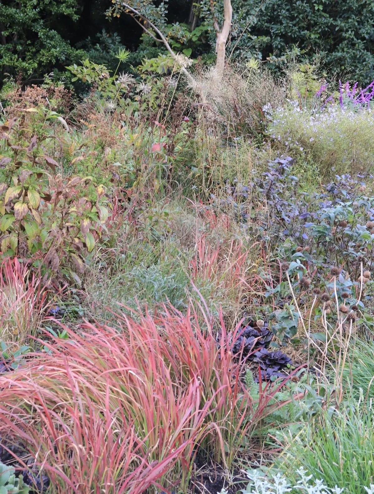 東京ガーデンテラス紀尾井町　Naturalistic Garden  ナチュラリスティック・ガーデン