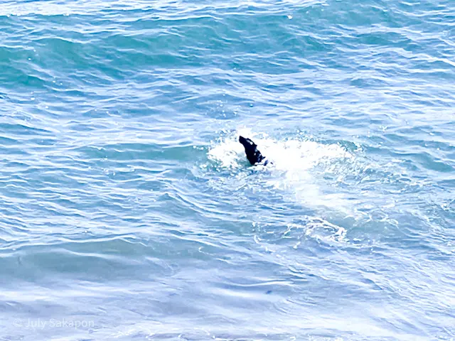 【さかぽんの冒険】海☆海☆海❤️@七里ヶの画像_10