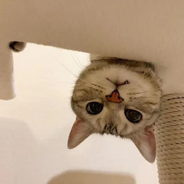 逆さから、こんにゃちわ！の画像_1