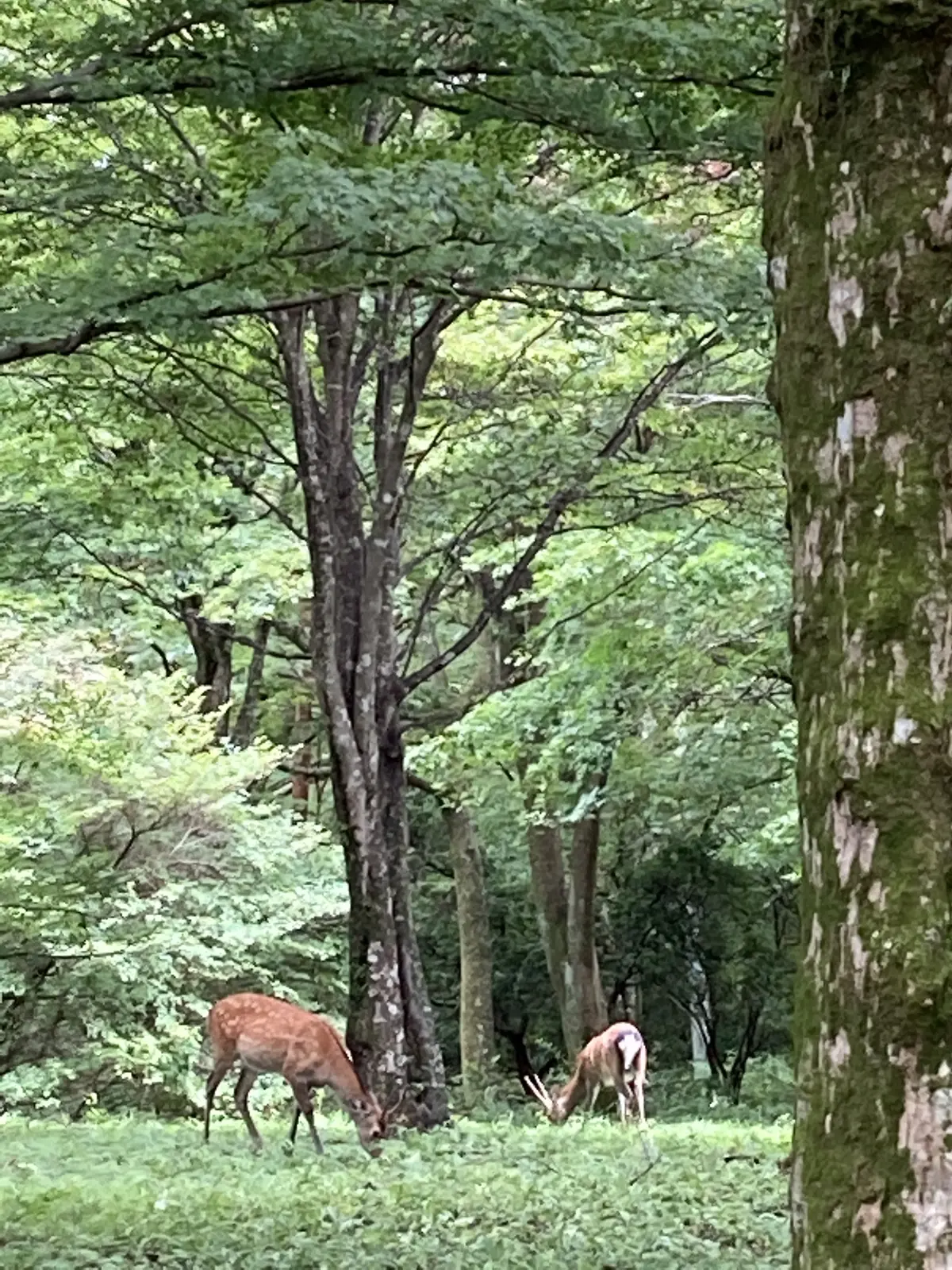 箱根でサクッとプチピクニック♪の画像_4