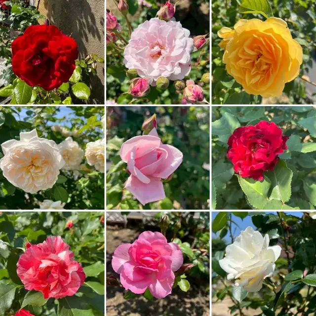 薔薇に包まれた館（岐阜市）の画像_3