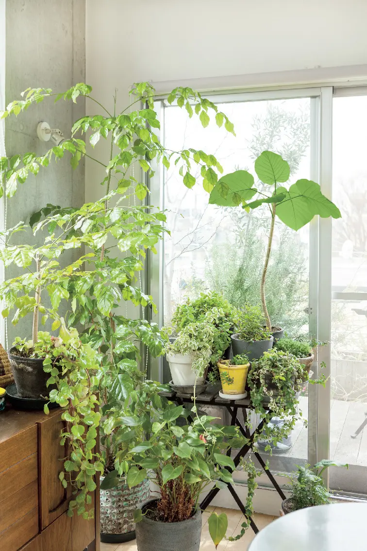 日々の生活を心地よく過ごすための室内グリの画像_2