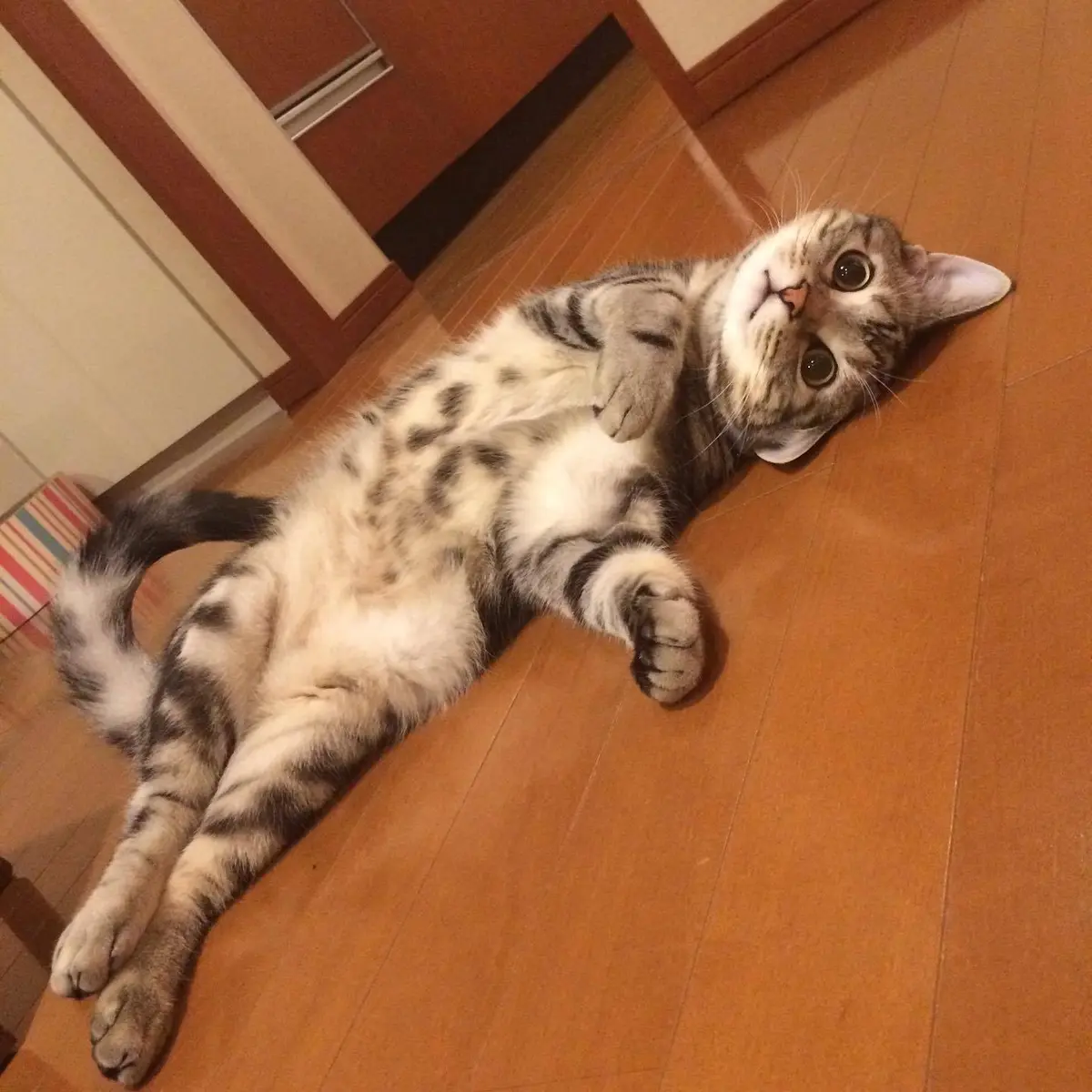 クニャ〜。謎ポーズで気をひく、面白キャッの画像_1