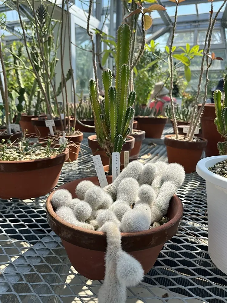 新緑の小石川植物園への画像_8