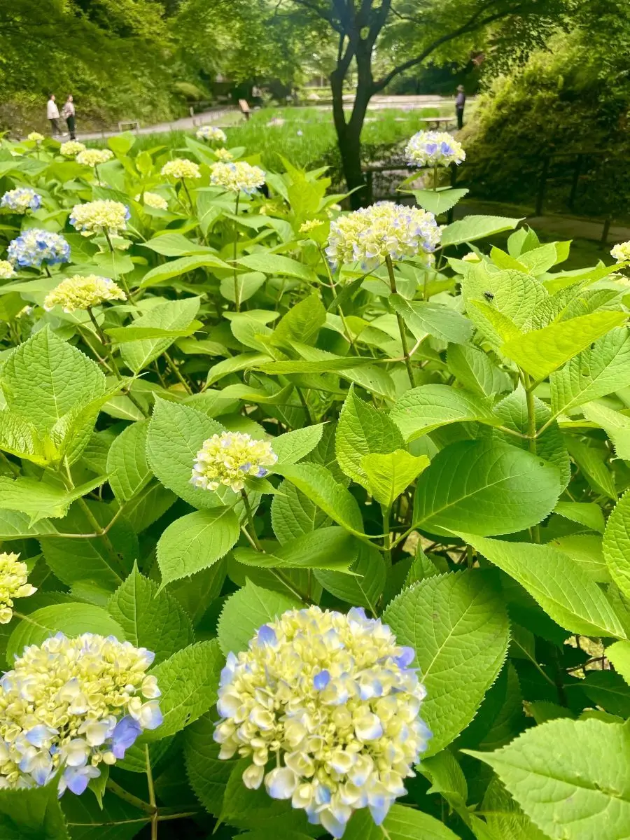 明月院　先始めの紫陽花