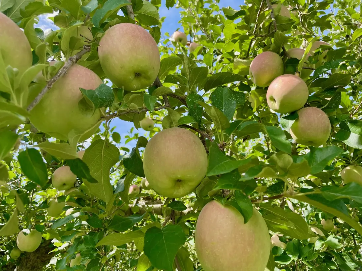 収穫前のりんご