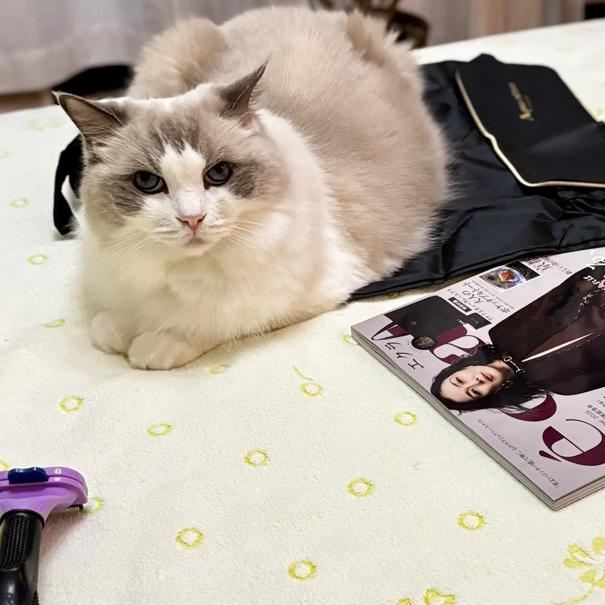 特別付録の上に乗るねこさま（下の子）③