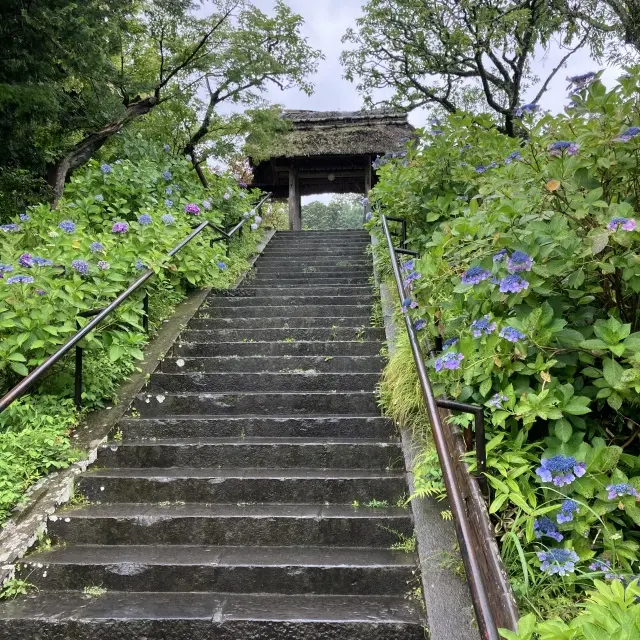 北鎌倉古民家で作る紫陽花の和菓子の画像_11