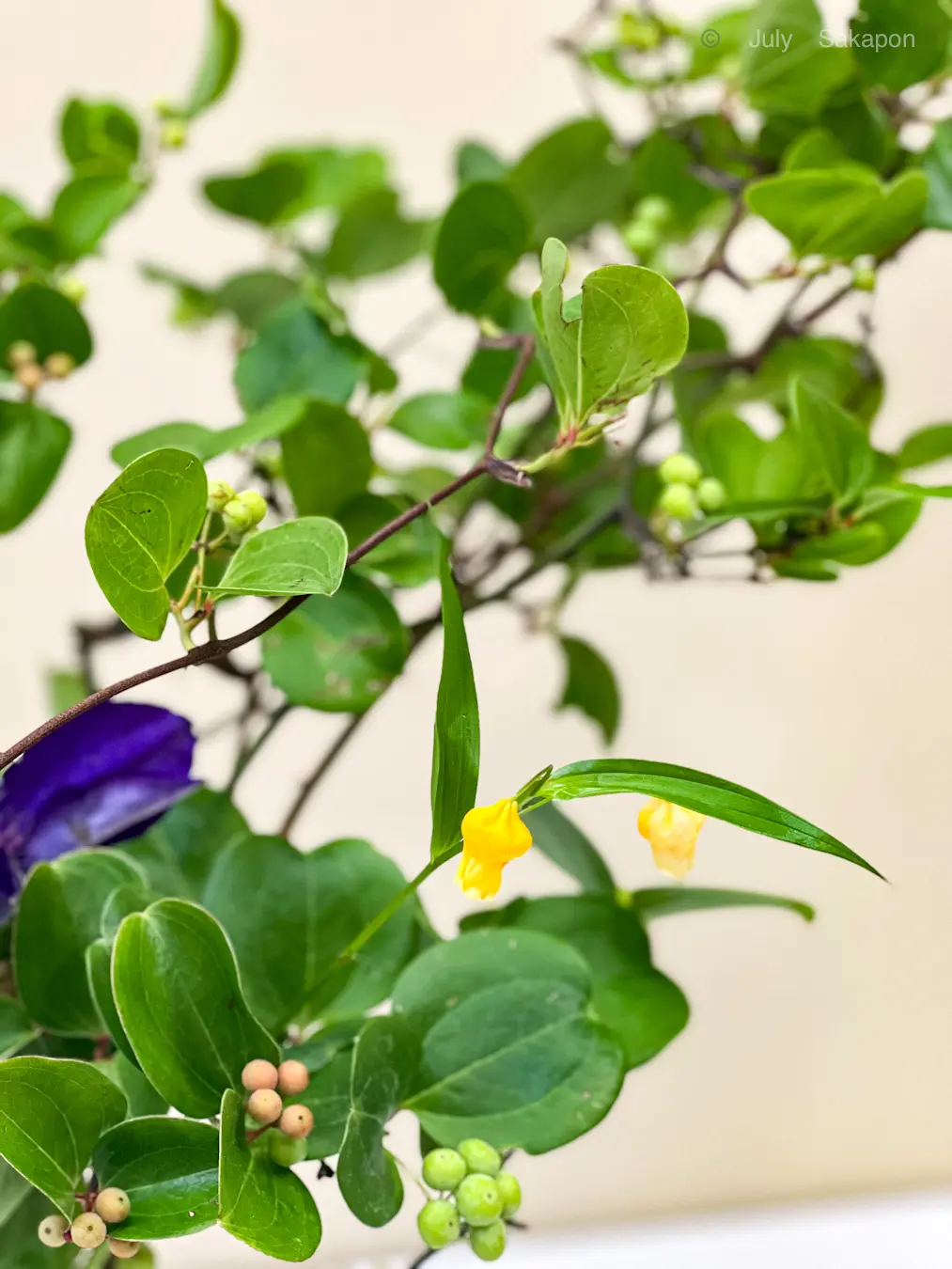 【日本橋三越】池坊 いけばな展にての画像_4