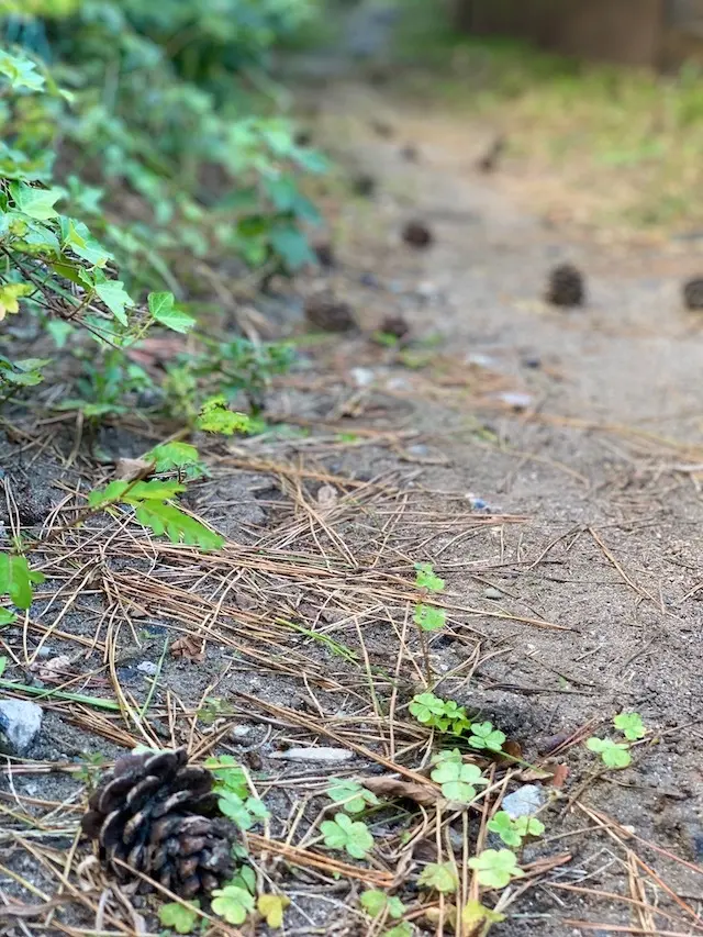 鎌倉　湘南　ハイキング　小道　デュアルライフ　jマダム