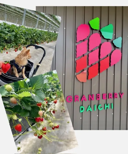 春は、お気に入りのメガネで紫外線対策をしの画像_1