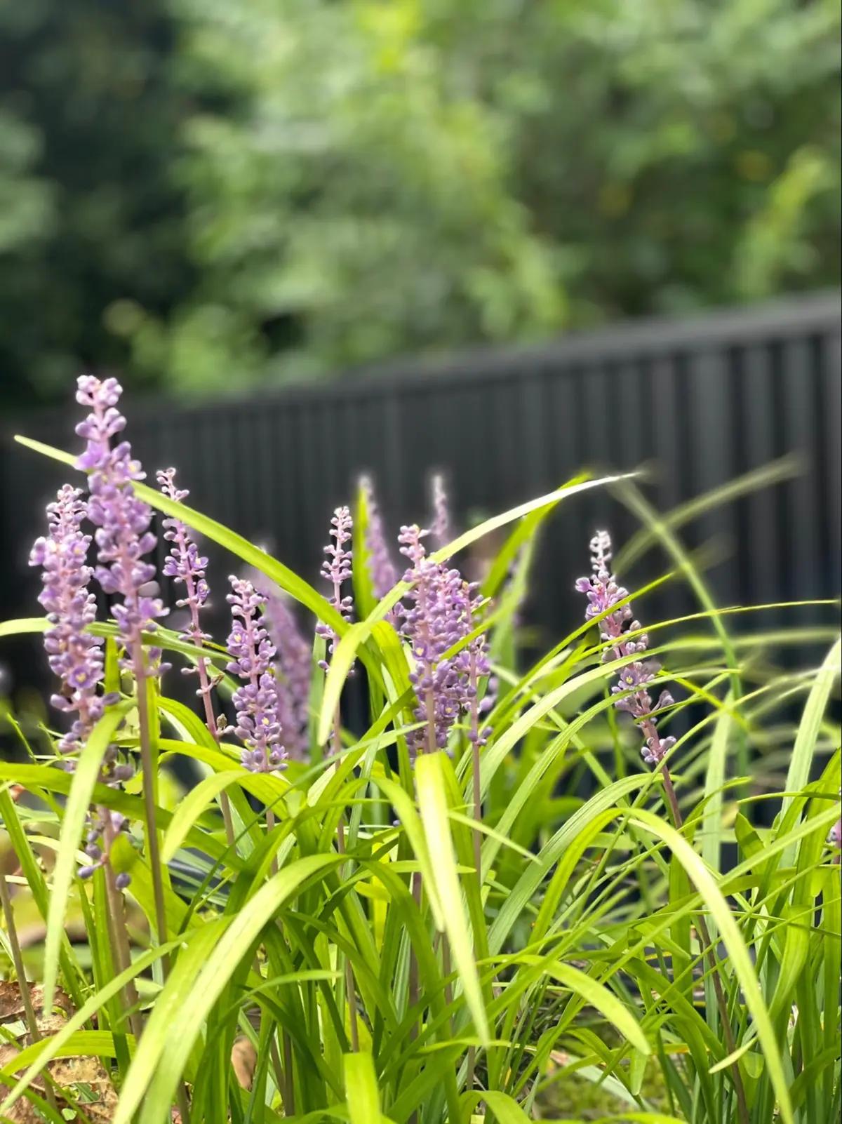 アマン京都で安らぎの時を過ごすの画像_4