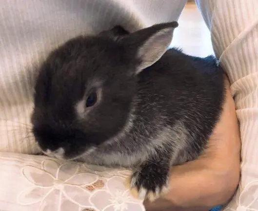 うさぎ　ネザーランドドワーフ　ブラックシルバーマーチン　おうち時間　ラビットラン　ラビットラン代官山　jマダム ペット　アニマルセラピー　ウサギマスター検定