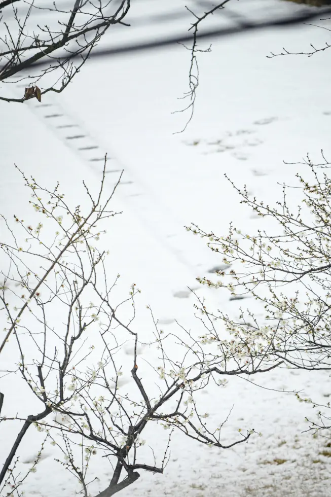 【冬の華】ねこやなぎ&白梅と梅ジローの画像_1