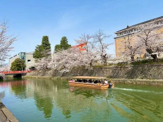 春の京都、平安神宮のしだれ桜と素敵な貴婦の画像_4