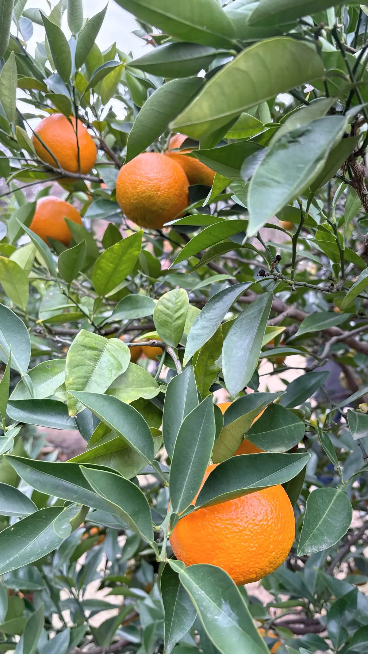 乾通り散策＊GUコーデの画像_9