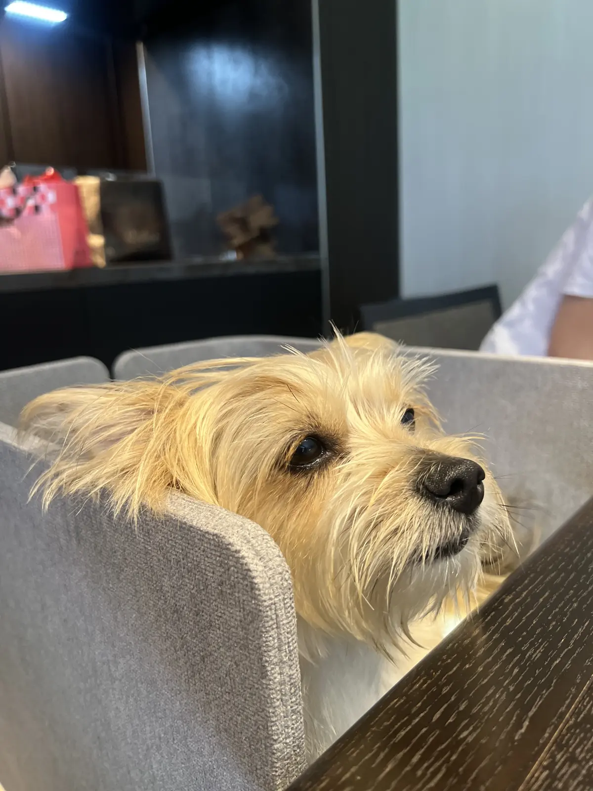 トランプ遊びの仲間に入りたいゾーイちゃん