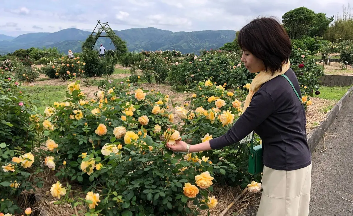 鹿児島の広大なバラ園と美味しいもの三昧のの画像_2