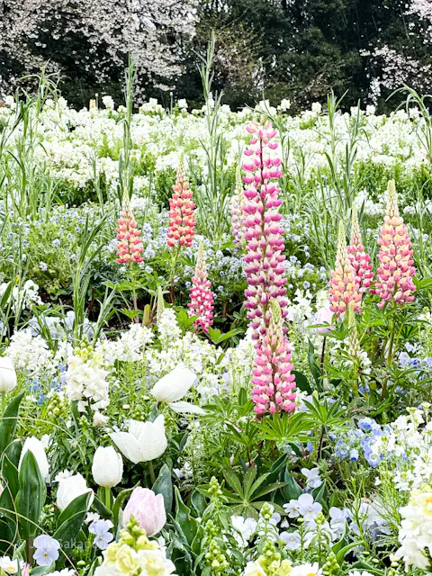 【さかぽんギャラリー】里山ガーデンフェスの画像_5