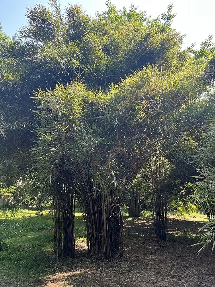新緑の小石川植物園への画像_17