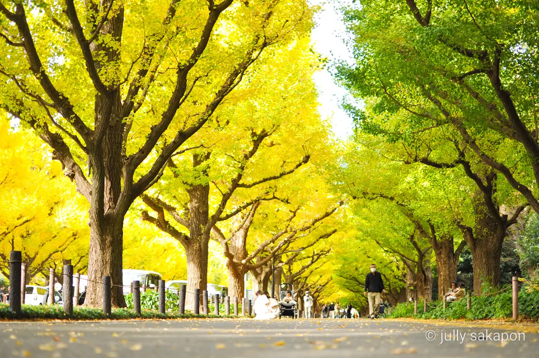 【さかぽんの冒険】絶景 いちょう並木@外の画像_9