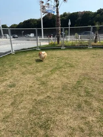 夏休み　湘南初！道の駅「湘南ちがさき」への画像_4