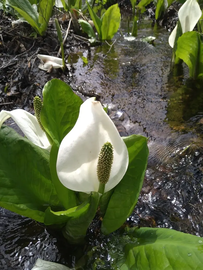 刺巻のミズバショウ