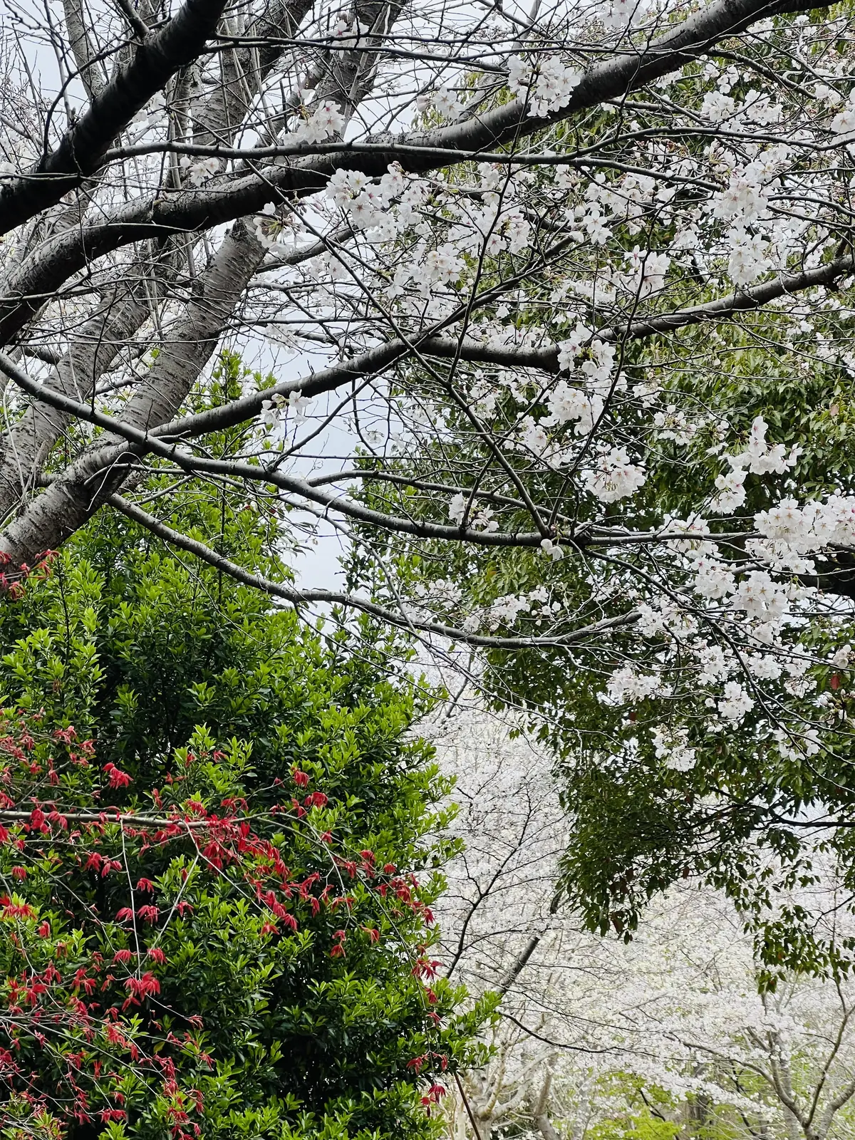 桜と他の植物とのコラボが美しかった！