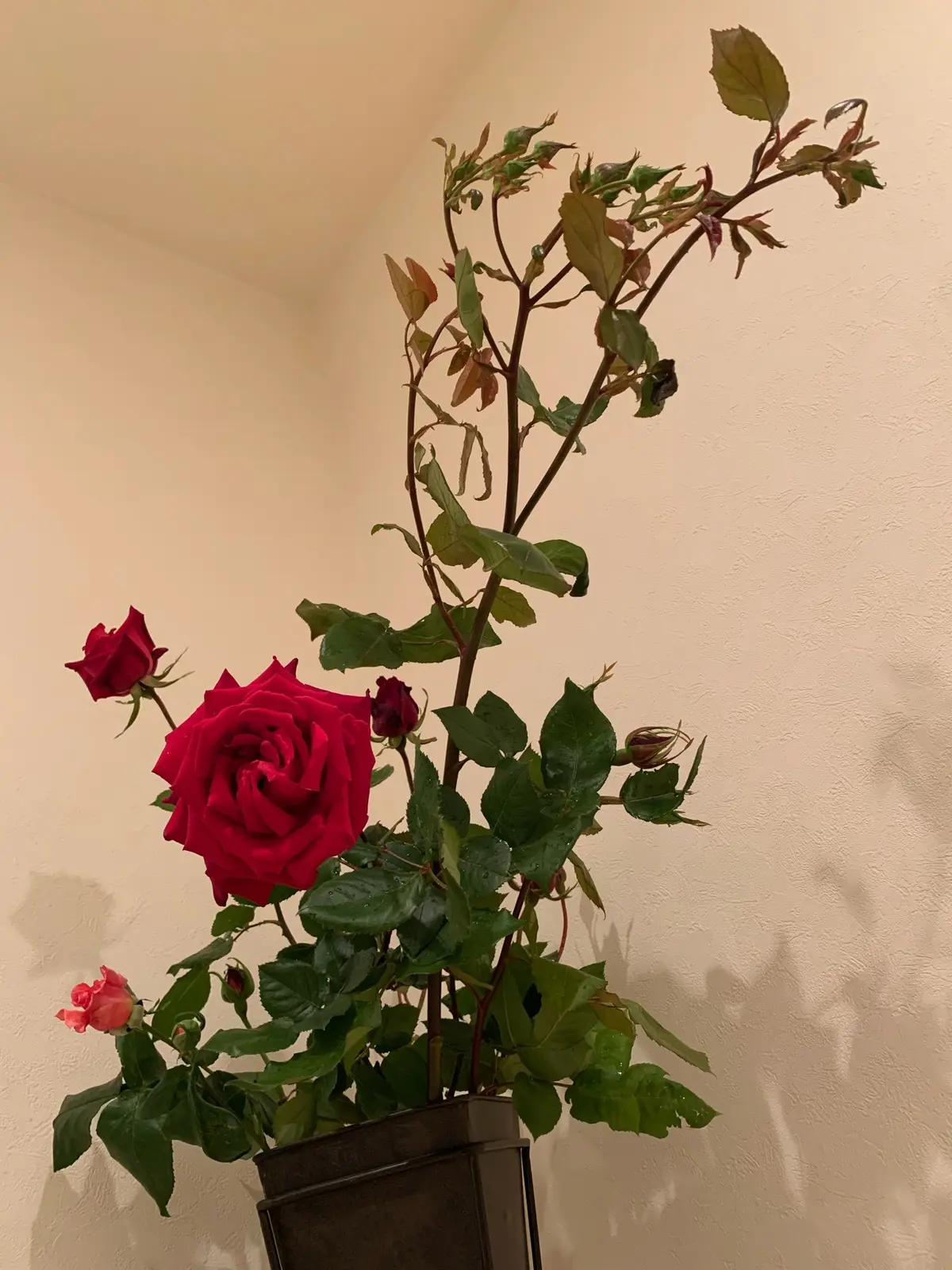 お花のある暮らしの画像_1