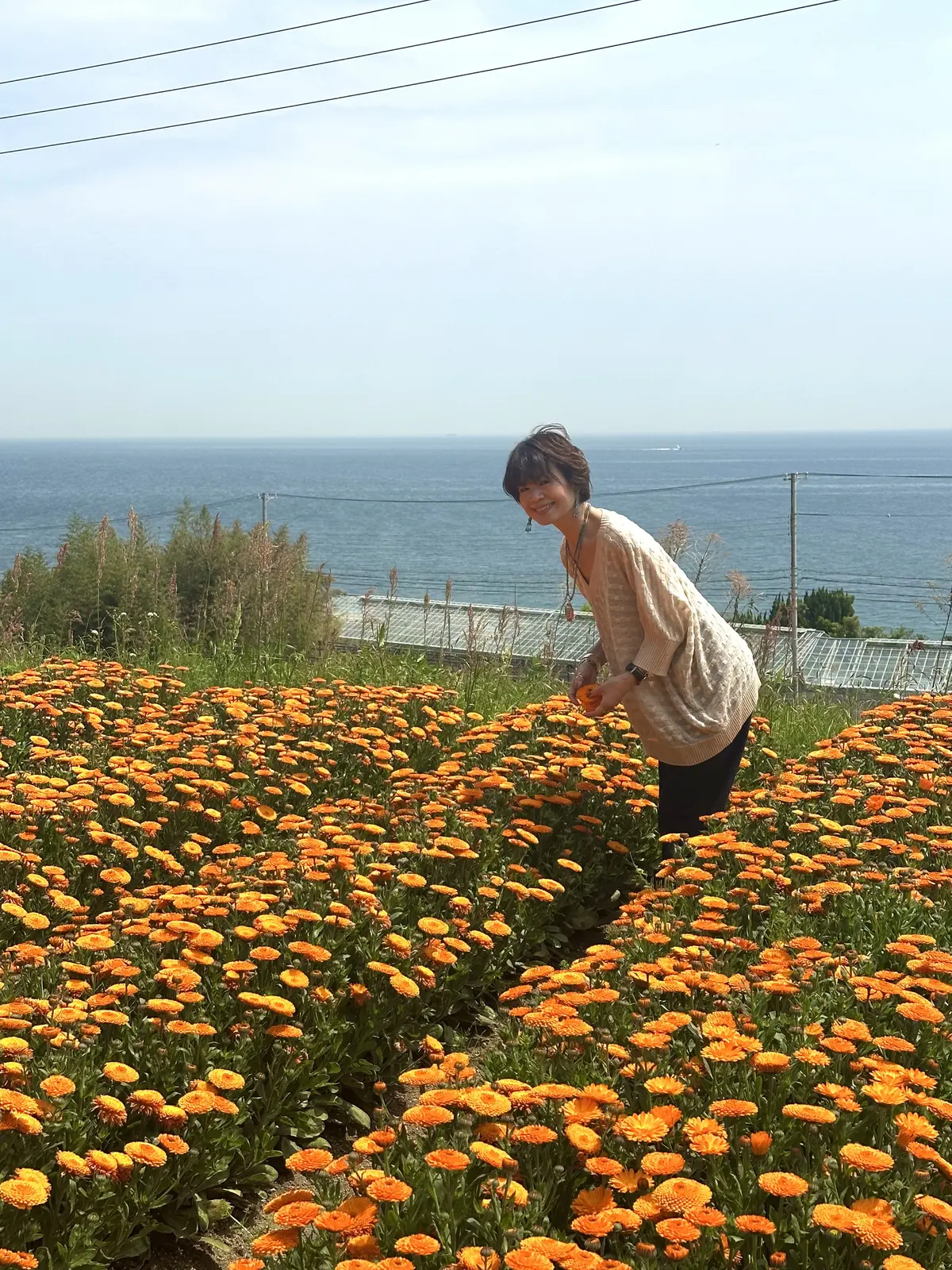 今年も淡路へ！カレンデュラ収穫の旅を満喫の画像_3