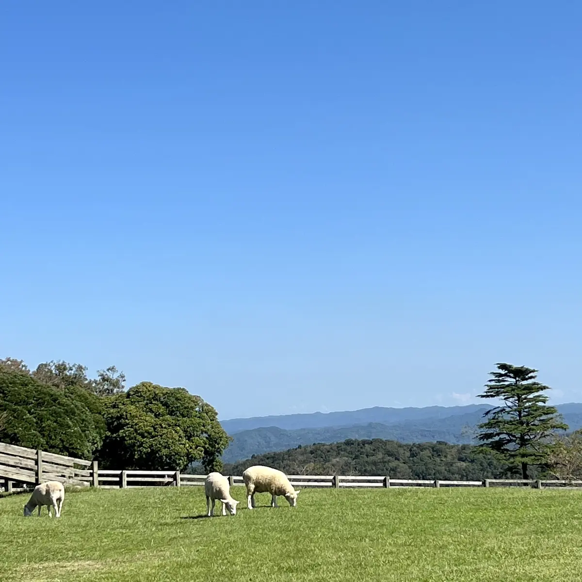 千葉県の「マザー牧場」内の景色　放牧された羊