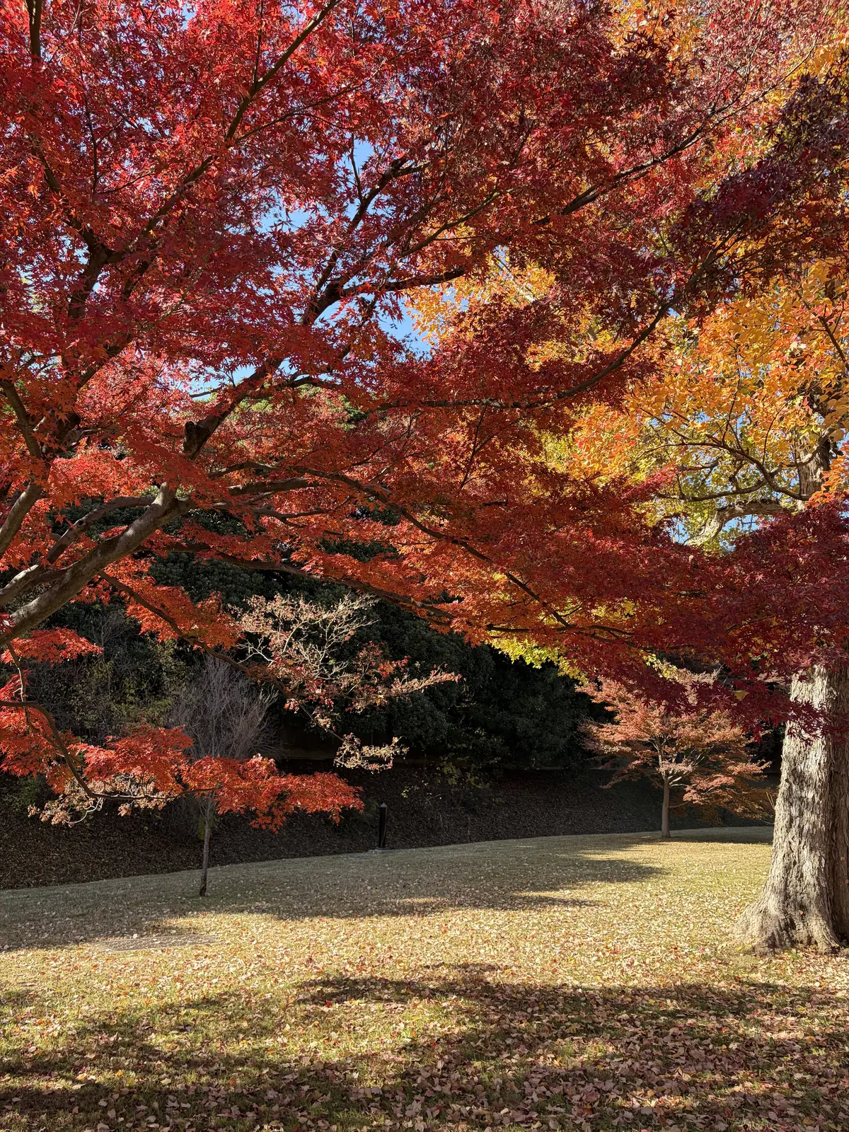 皇居の紅葉から重要文化財「明治安田生命館の画像_10