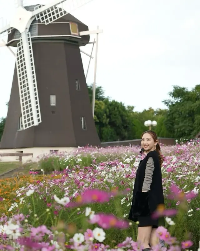 秋空とコスモスの丘✨の画像_4