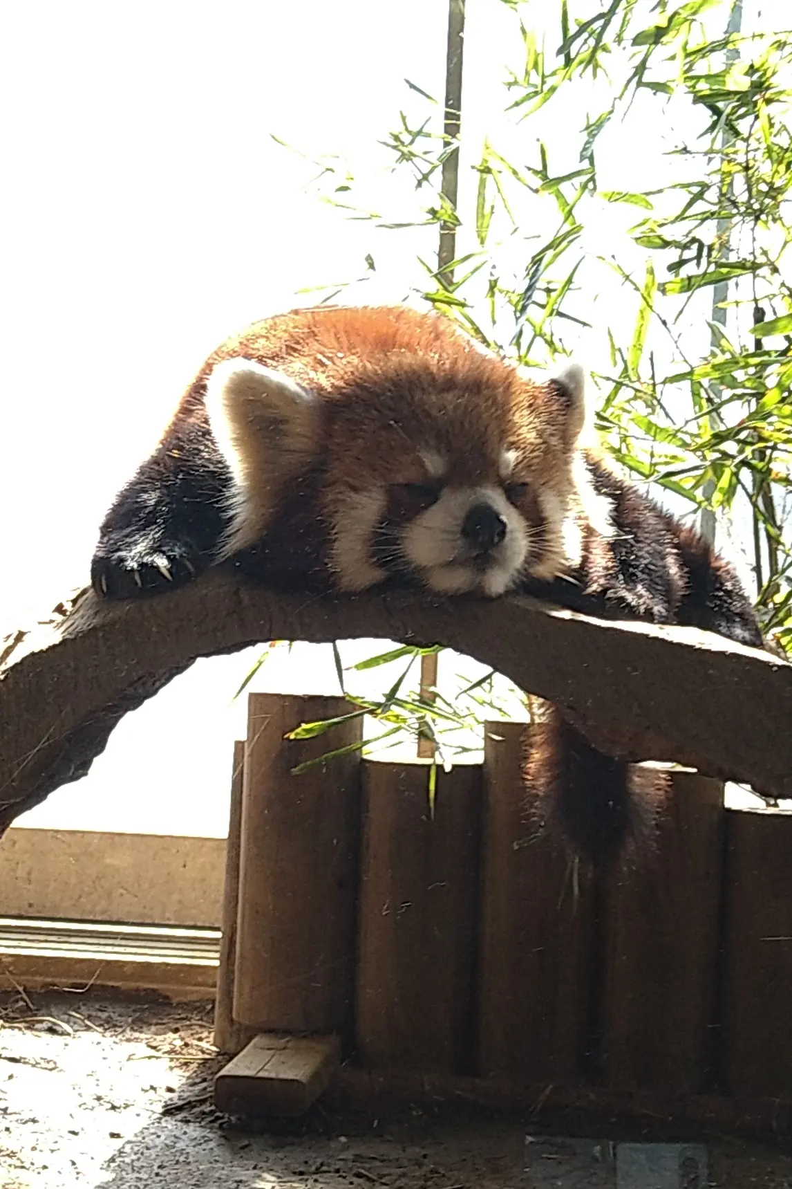 レッサーパンダ