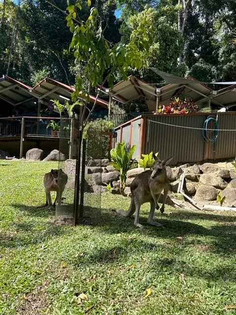 カンガルー。赤ちゃんをポッケに入れている姿は見れず・・・