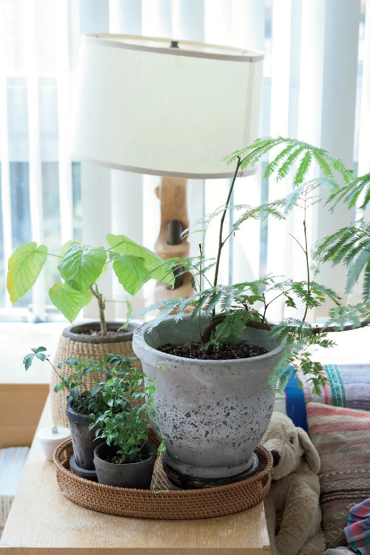 トレイにまとめても