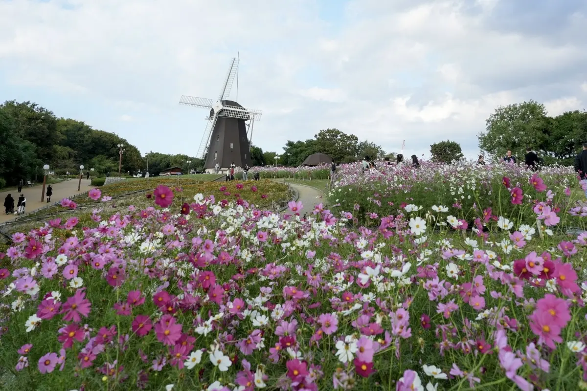 秋空とコスモスの丘✨の画像_1