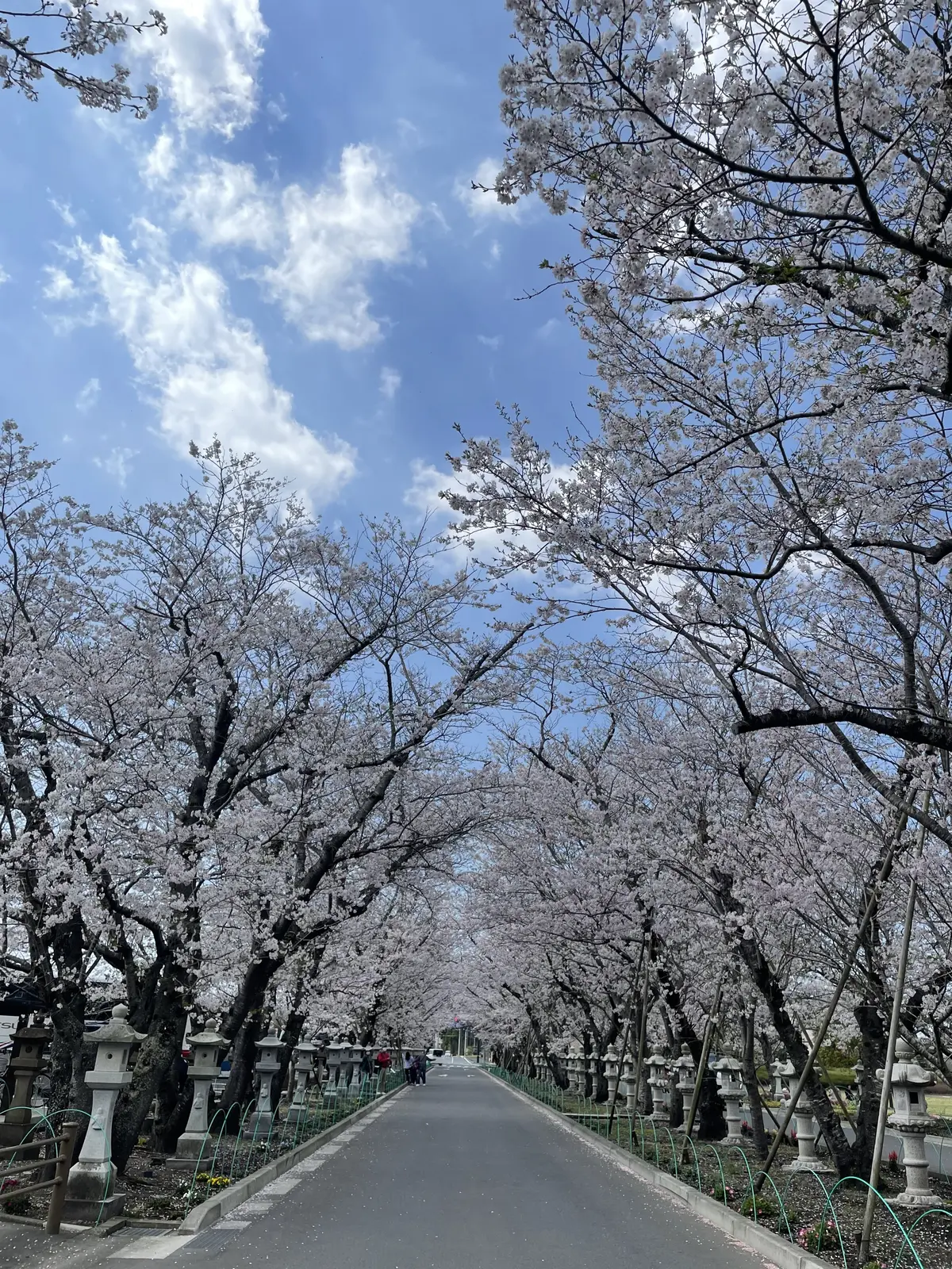 初めての鹿児島・指宿温泉の旅の画像_12