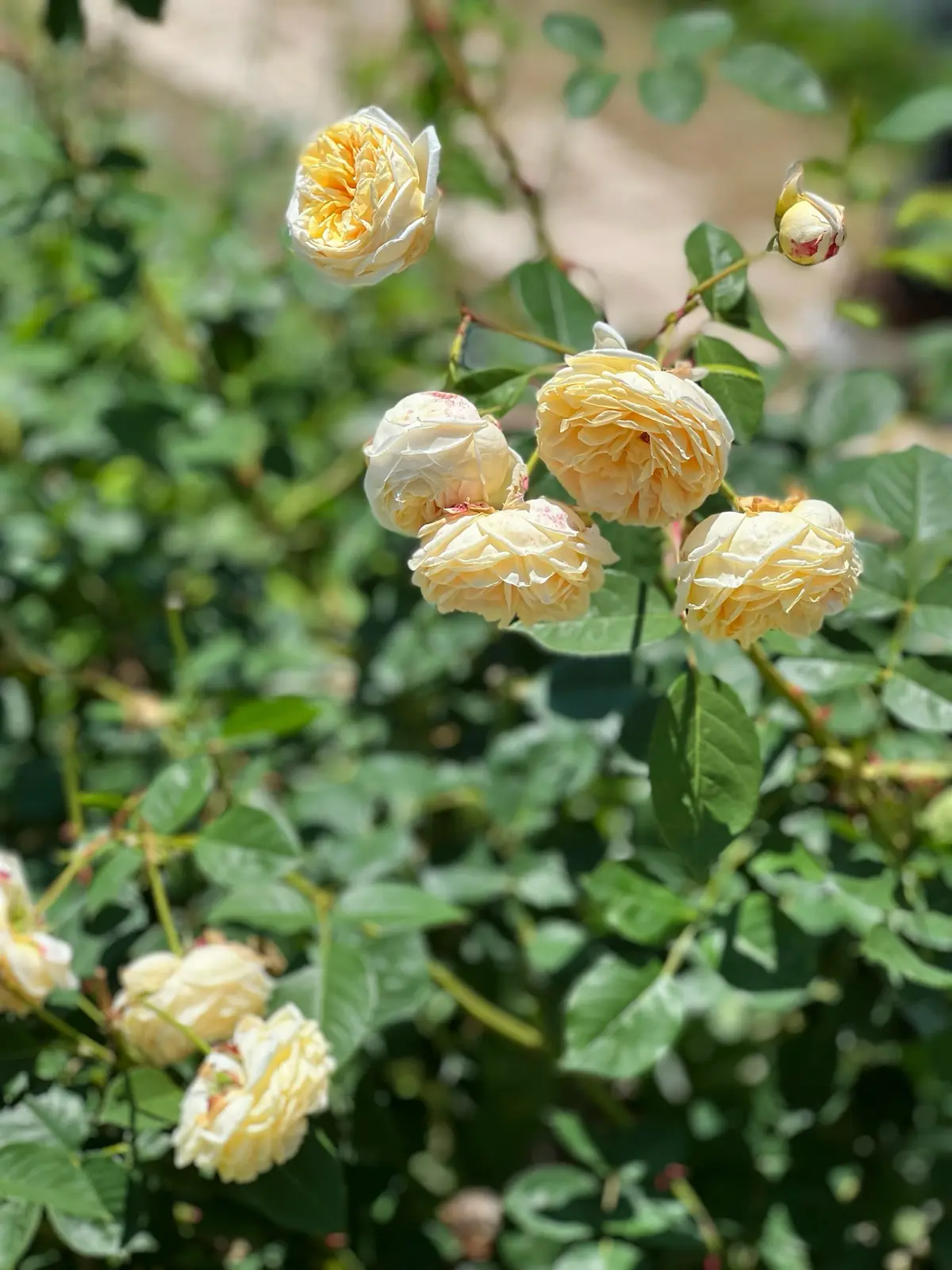 週末旅行観光スポット①の画像_4