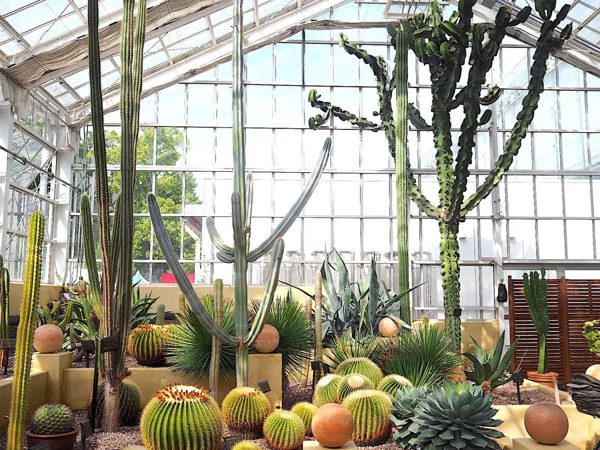 浜松フラワーパークの多肉植物とサボテン